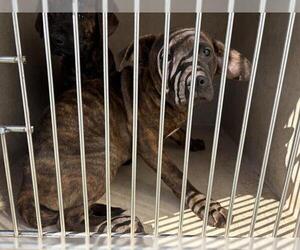 American Pit Bull Terrier-Unknown Mix Dogs for adoption in Oklahoma City, OK, USA