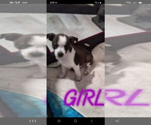 Chihuahua Dogs for adoption in Brooksville, FL, USA