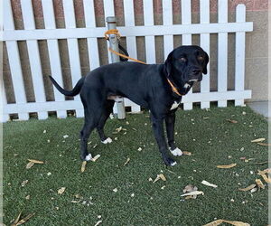 Labrador Retriever-Unknown Mix Dogs for adoption in Modesto, CA, USA