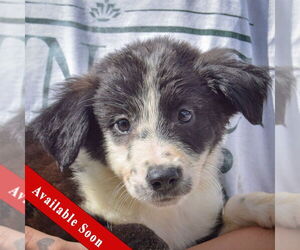 Border-Aussie Dogs for adoption in Huntley, IL, USA