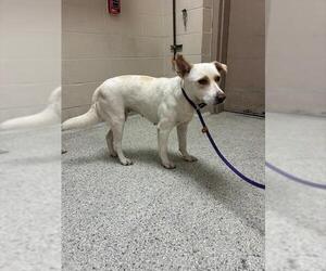 Labrador Retriever-Unknown Mix Dogs for adoption in Conroe, TX, USA