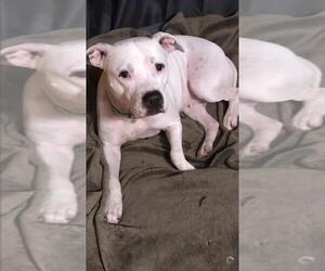 American Pit Bull Terrier Dogs for adoption in Thomasville, NC, USA