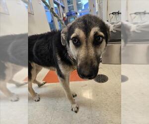 German Shepherd Dog-Unknown Mix Dogs for adoption in Plano, TX, USA