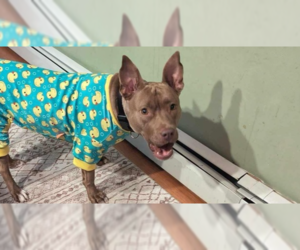 American Pit Bull Terrier-American Staffordshire Terrier Mix Dogs for adoption in Wenonah, NJ, USA