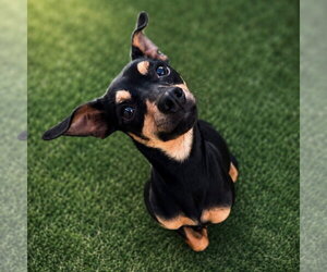 Mutt Dogs for adoption in Canton, CT, USA