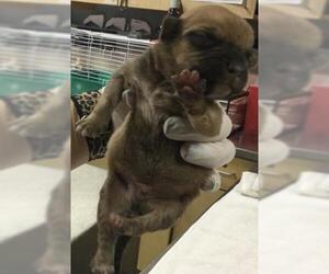 American Pit Bull Terrier Dogs for adoption in Riverside, CA, USA