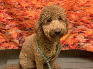 Goldendoodle Dogs for adoption in Forestville, MD, USA