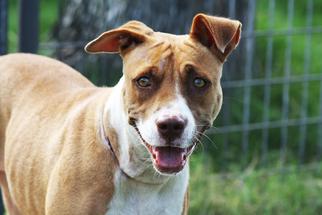 Boxer-Staffordshire Bull Terrier Mix Dogs for adoption in Hankamer, TX, USA