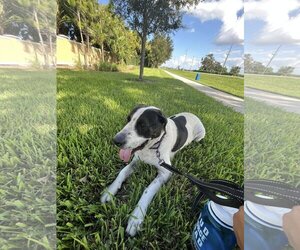 Saint Bernard-Unknown Mix Dogs for adoption in Sarasota, FL, USA