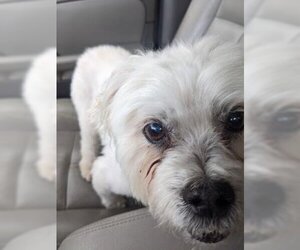 Maltese Dogs for adoption in Wichita, KS, USA
