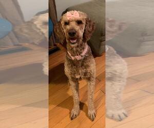 Poodle (Standard) Dogs for adoption in Wilmington, DE, USA
