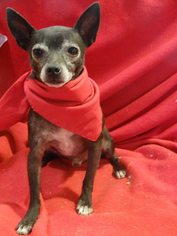 Chihuahua Dogs for adoption in Vacaville, CA, USA