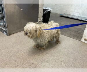 Maltese-Unknown Mix Dogs for adoption in San Bernardino, CA, USA