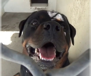 Rottweiler Dogs for adoption in Dana Point, CA, USA