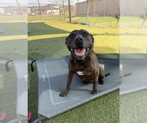American Pit Bull Terrier-Unknown Mix Dogs for adoption in Pasadena, TX, USA