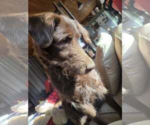 German Wirehaired Pointer-Unknown Mix Dogs for adoption in Mouth Of Wilson, VA, USA