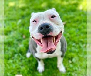 American Pit Bull Terrier Dogs for adoption in Riverside, CA, USA