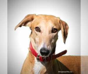 Medium Photo #1 Greyhound-Saluki Mix Puppy For Sale in Woodinville, WA, USA