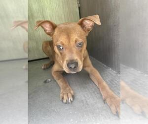 American Staffordshire Terrier-Unknown Mix Dogs for adoption in San Antonio, TX, USA