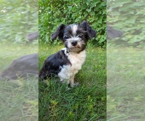 Shih Tzu Dogs for adoption in Park Falls, WI, USA