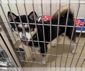 Siberian Husky Dogs for adoption in Derwood, MD, USA