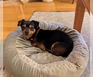 Chiweenie Dogs for adoption in Wichita, KS, USA
