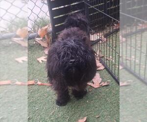 Shih Tzu Dogs for adoption in Woodland, CA, USA