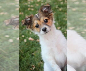 Medium Photo #4 Chihuahua-Unknown Mix Puppy For Sale in Sandy, UT, USA