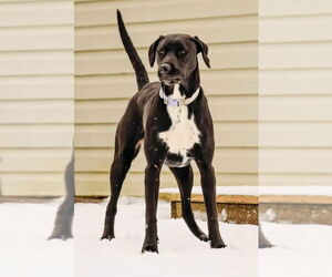 Labrador Retriever-Unknown Mix Dogs for adoption in Germantown, OH, USA