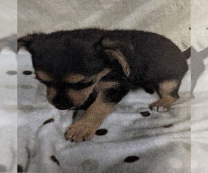 Mutt Dogs for adoption in Chico, CA, USA