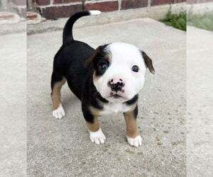 Australian Shepherd-Unknown Mix Dogs for adoption in OKLAHOMA CITY, OK, USA