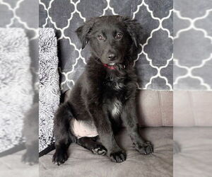 Mutt Dogs for adoption in Genesee, WI, USA