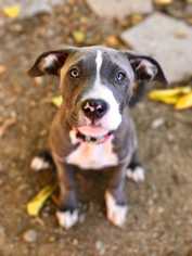 American Staffordshire Terrier Dogs for adoption in Livermore, CA, USA