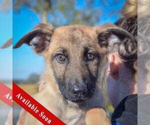 German Shepherd Dog-Unknown Mix Dogs for adoption in Huntley, IL, USA