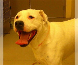 Mutt Dogs for adoption in Sanford, FL, USA