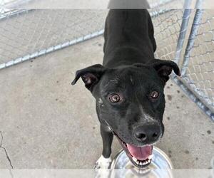 German Shepherd Dog-Unknown Mix Dogs for adoption in Bakersfield, CA, USA