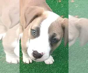 Olde Bulldog Dogs for adoption in Aurora, IN, USA