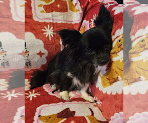 Chihuahua-Unknown Mix Dogs for adoption in Oakhurst, NJ, USA