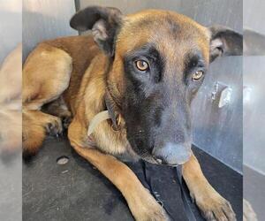 Mutt Dogs for adoption in San Antonio, TX, USA