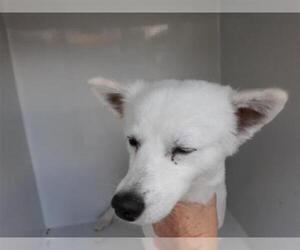 Samoyed Dogs for adoption in Houston, TX, USA