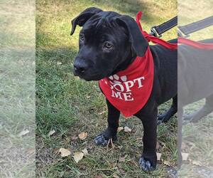 Mutt Dogs for adoption in Waterloo, IA, USA