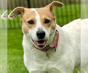 Mutt Dogs for adoption in Canton, CT, USA