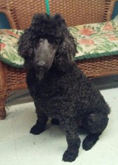 Poodle (Standard) Dogs for adoption in Tulsa, OK, USA