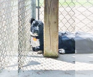 Labrador Retriever Dogs for adoption in Montgomery, AL, USA