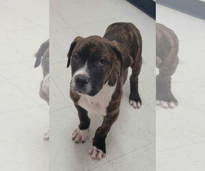 American Bulldog-Unknown Mix Dogs for adoption in Lexington Park, MD, USA