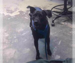 Labrador Retriever-Unknown Mix Dogs for adoption in Tallahassee, FL, USA