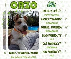 American Staffordshire Terrier-Unknown Mix Dogs for adoption in New Oxford , PA, USA