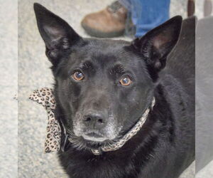 German Shepherd Dog-Unknown Mix Dogs for adoption in Huntley, IL, USA