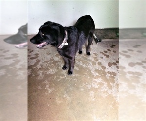 Shepradors Dogs for adoption in South Amana, IA, USA