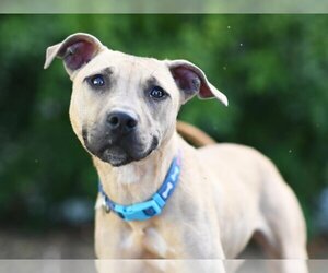 Medium Photo #1 Black Mouth Cur Puppy For Sale in Tavares, FL, USA